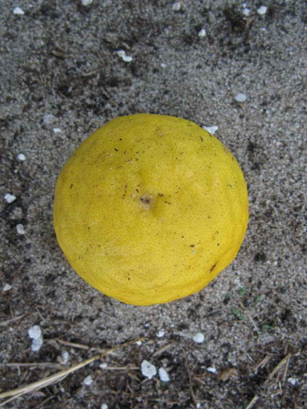              Fruit (Kaffir, Winter Haven, FL)       